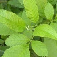 Elm | Vishwas Healing & Health Care