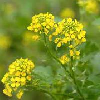 Mustard | Vishwas Healing & Health Care