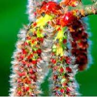 Aspen | Vishwas Healing & Health Care