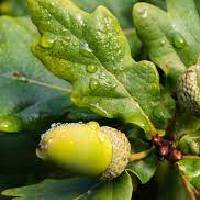 Oak | Vishwas Healing & Health Care