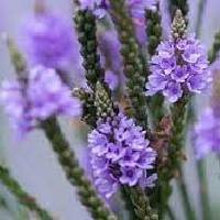 Vervain | Vishwas Healing & Health Care