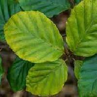 Beech | Vishwas Healing & Health Care