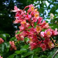 Red Chestunt | Vishwas Healing & Health Care