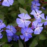 Cerato | Vishwas Healing & Health Care