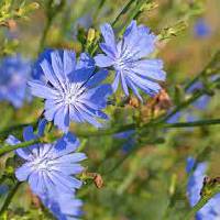 Chicory | Vishwas Healing & Health Care