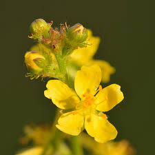 Agrimony | Vishwas Healing & Health Care