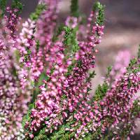 Heather | Vishwas Healing & Health Care