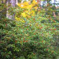 Holly | Vishwas Healing & Health Care