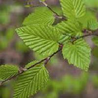 Hornbeam | Vishwas Healing & Health Care