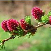 Larch | Vishwas Healing & Health Care