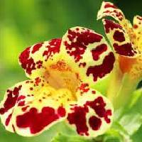 Mimulus | Vishwas Healing & Health Care