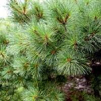 Pine | Vishwas Healing & Health Care