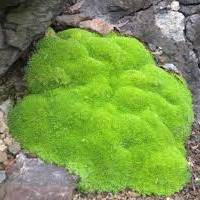 Scleranthus | Vishwas Healing & Health Care