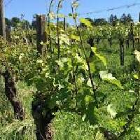 Vine | Vihwas Healing & Health Care