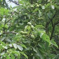 Walnut | Vishwas Healing & Health Care