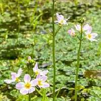 Water Violet | Vishwas Healing & Health Care